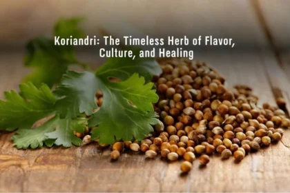 Koriandri