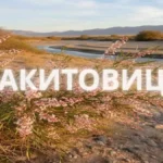 Ракитовица