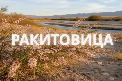 Ракитовица